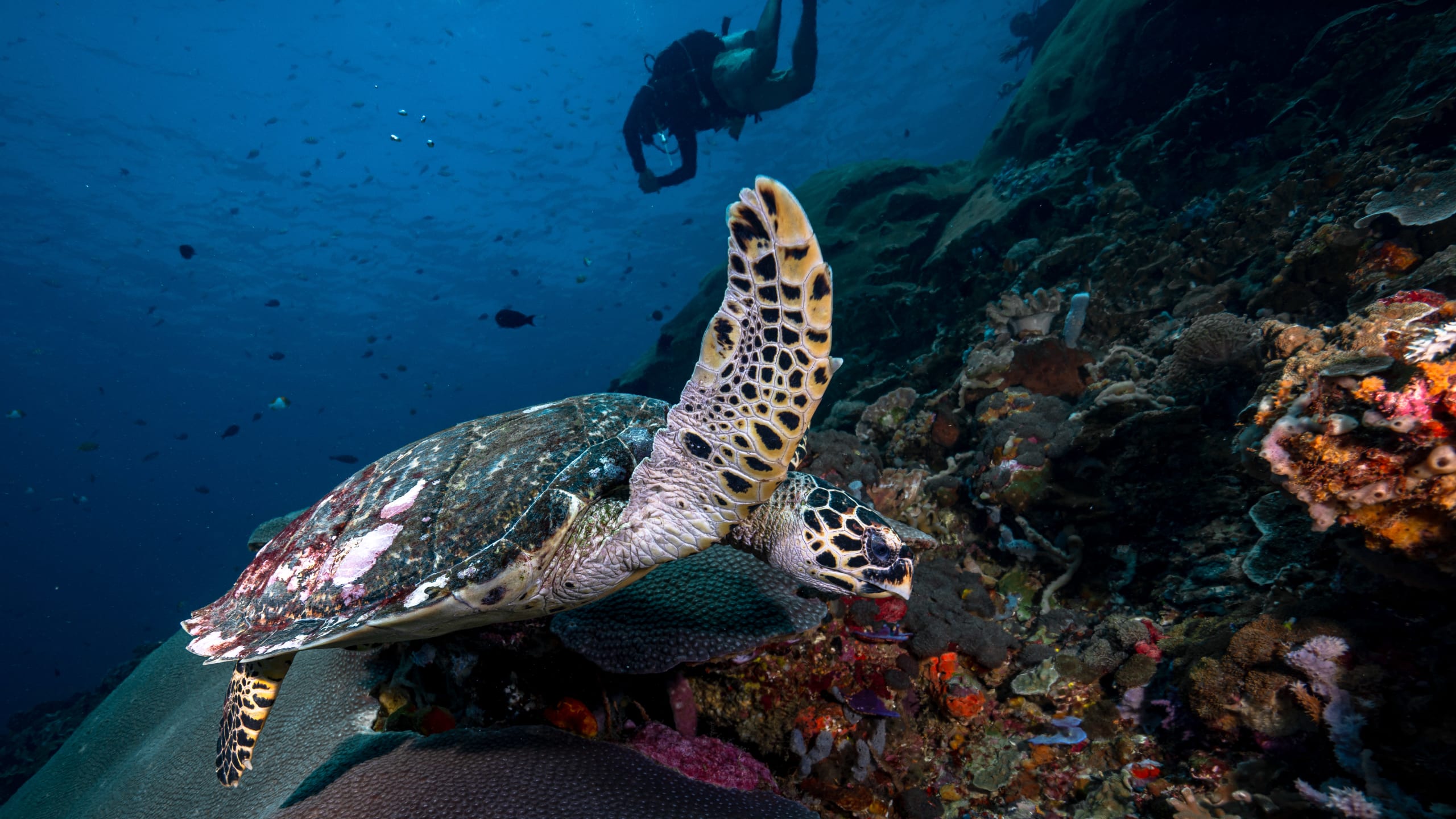 Open Water Diver Course Nusa Penida